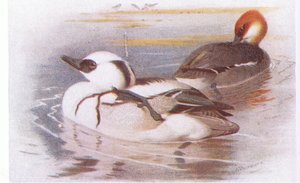 Smew